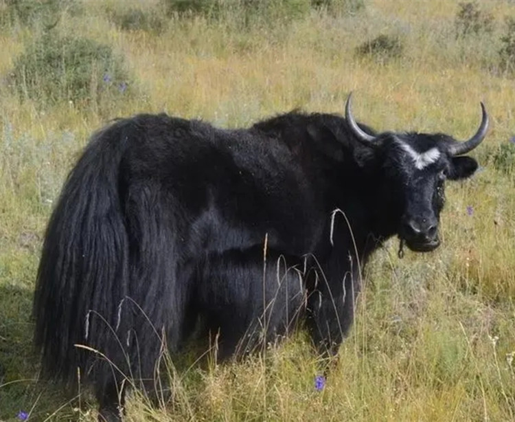 �ൺ��Ӧ��ţ�̷۴��ӹ� ������ţ�̷۴��ӹ�oem