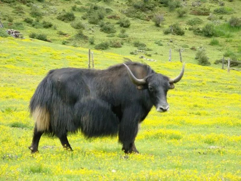 ��ţ�̷�����Ʒ�� ��ţ�̷����Ƽ۸�