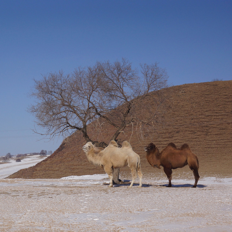 �麣���̷۴��ӹ� ���������̷�����