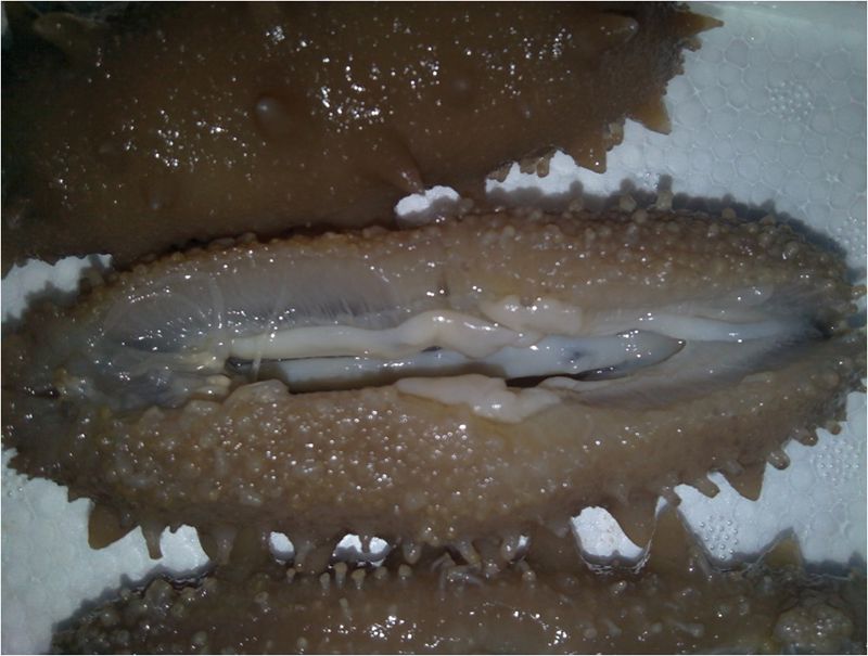 ���� ����ԭ��̬ˮ����ʳ���� ����������